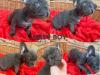 Puppies for sale Greece, Thessaloniki French Bulldog