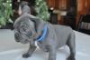 Puppies for sale Cyprus, Paphos French Bulldog
