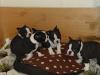 Puppies for sale Finland, Helsinki Boston Terrier