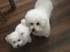 Puppies for sale Germany, Bichon