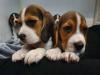 Puppies for sale Portugal, Beagle