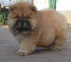 Puppies for sale Greece, Thessaloniki Chow Chow