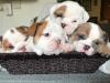 Puppies for sale Greece, English Bulldog