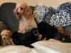 Puppies for sale Cyprus, Paphos Toy-poodle