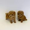 Puppies for sale Ukraine, Kirovograd Poodle