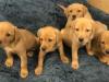 Puppies for sale Greece, Heraklion Labrador