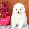 Puppies for sale Czech Republic, Banska Bystrica Samoyed dog (Samoyed)