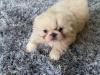 Puppies for sale Greece, Athens Pekinese