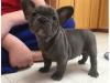 Puppies for sale Georgia, Burn French Bulldog