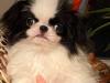 Puppies for sale Cyprus, Nicosia Japanese Hin