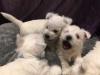 Puppies for sale Germany, Berlin West Highland White Terrier