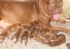 Puppies for sale United Kingdom, Birmingham Other breed, Dogue de Bordeaux