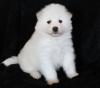 Puppies for sale Netherlands, Hurley Samoyed dog (Samoyed)