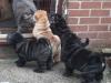 Puppies for sale Cyprus, Limassol Shar Pei