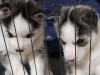 Puppies for sale France, Paris Haski