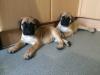 Puppies for sale Germany, Dresden Bullmastiff