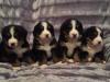 Puppies for sale Germany, Nuremberg Bernese Mountain Dog