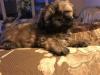 Puppies for sale Czech Republic, Brno Shih Tzu