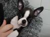 Puppies for sale Germany, Duisburg Boston Terrier
