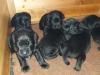 Puppies for sale Sweden, Goteborg Labrador