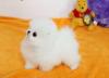 Puppies for sale Germany, Karlstadt Pomeranian Spitz