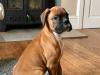 Puppies for sale Denmark, Kopenagen Boxer