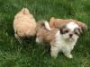Puppies for sale France, Paris Shih Tzu