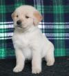 Puppies for sale United Kingdom, Chester Yorkshire Terrier