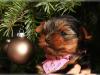 Puppies for sale Spain, Oviedo Yorkshire Terrier