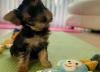 Puppies for sale Greece, Thessaloniki Yorkshire Terrier