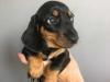 Puppies for sale Sweden, Lidkoping Dachshund