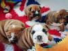 Puppies for sale Sweden, Stockholm English Bulldog