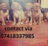 Puppies for sale United Kingdom, Belfast Dingo, Dogue de Bordeaux