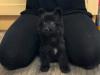 Puppies for sale Netherlands, Hurley German Shepherd Dog