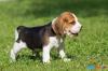 Puppies for sale Lithuania, Nida Beagle
