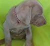 Puppies for sale Germany, Berlin Weimaraner