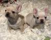 Puppies for sale Belarus, Gomel French Bulldog