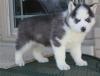 Puppies for sale Germany, Berlin Haski, Siberian husky