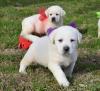 Puppies for sale Germany, Berlin Labrador Retriever