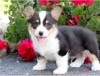 Puppies for sale Germany, Berlin Other breed, Pembroke Welsh Corgi