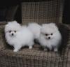 Puppies for sale Germany, Kayzerslauten Pomeranian Spitz