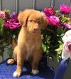 Puppies for sale Germany, Berlin Other breed, Nova Scotia Duck Tolling Retriever