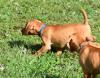 Puppies for sale Germany, Berlin Other breed, vizsla