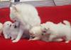 Puppies for sale Germany, Berlin Japanese spitz