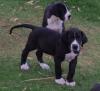 Puppies for sale Germany, Berlin Other breed, great dane