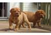 Puppies for sale Germany, Berlin Bordeaux Dog