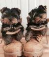 Puppies for sale Germany, Kayzerslauten Yorkshire Terrier
