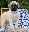 Puppies for sale Germany, Berlin Bullmastiff