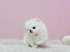 Puppies for sale Germany, Lubeck Pomeranian Spitz