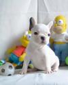 Puppies for sale Estonia, Tallinn French Bulldog